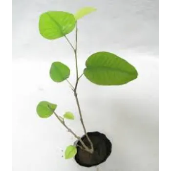 Organic Sandalwood Plants