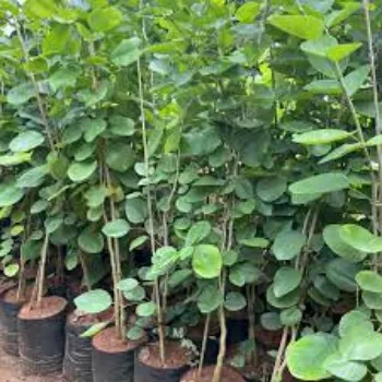 Common Sandalwood Plants