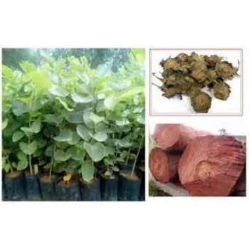 Natural Sandalwood Tree