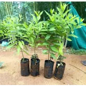 Organic Sandalwood Tree