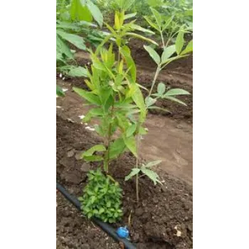 Green Sandalwood Plants