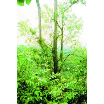 RAJESWARI NURSERY Sandalwood Plants