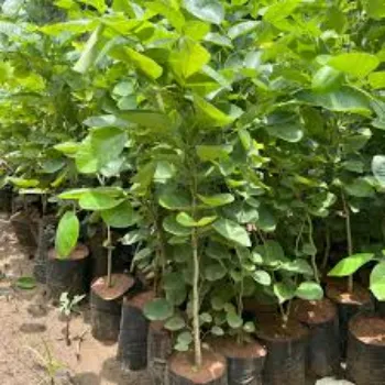 Sandalwood Plants