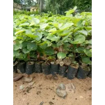 Natural Sandalwood Plants