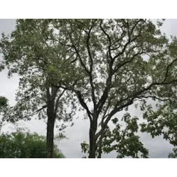 Roshni Agri forestry Stevia Plants
