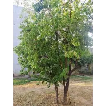 Natural  Sandalwood Plants