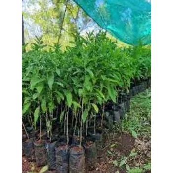 Natural Sandalwood Plants