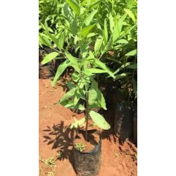 Green Sandalwood Plants