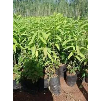 Sandalwood Plants