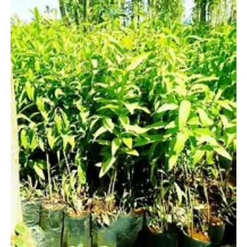 Sandalwood Plants