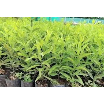 Green Sandalwood Plants