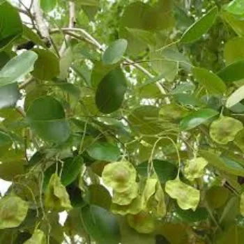 Natural Sandalwood Plants