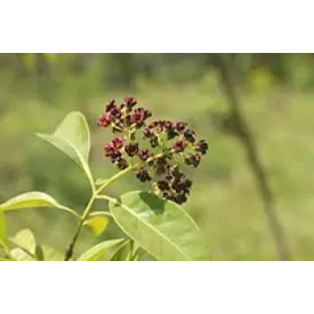 Natural Sandalwood Plants