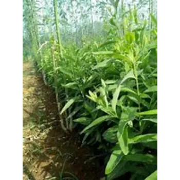 Sandalwood Plants