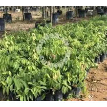 Natural Sandalwood Plants