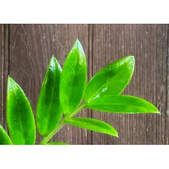 Fresh  Sandalwood Plants