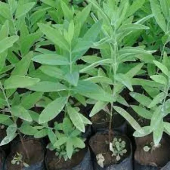 Natural Sandalwood Plants