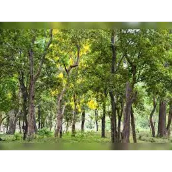 Natural Sandalwood Plants