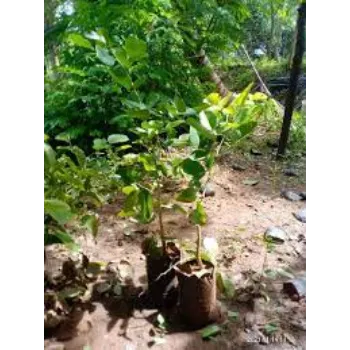 Organic Sandalwood Plants
