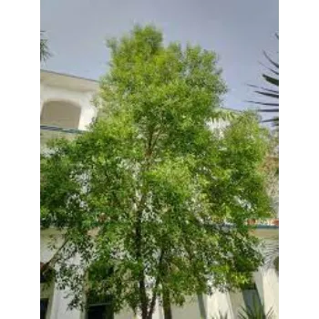 Natural Sandalwood Plants