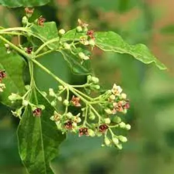 Natural Sandalwood Plants