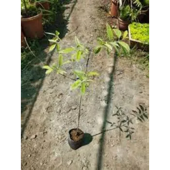 Natural Sandalwood Plants