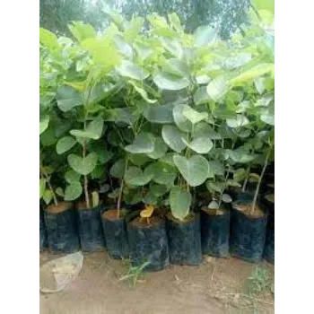 Natural Sandalwood Plants