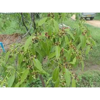 Organic Sandalwood Plants