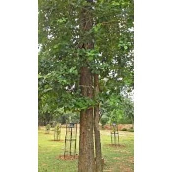 Sandalwood Plant