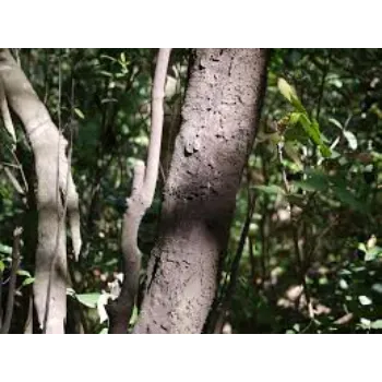 Sandalwood plant