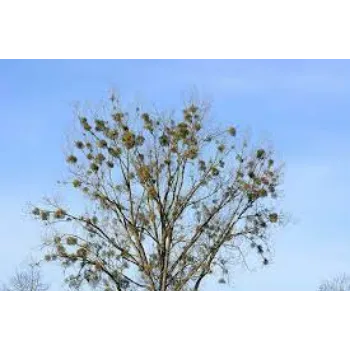 White sandalwood plant