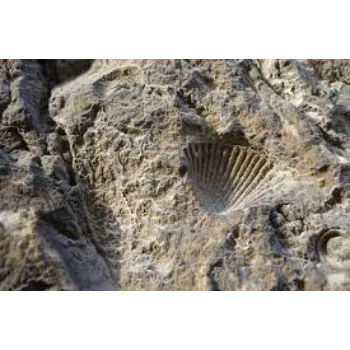 Sedimentary Stone