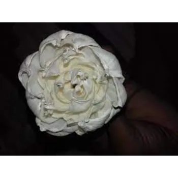 Organic Shola Flowers