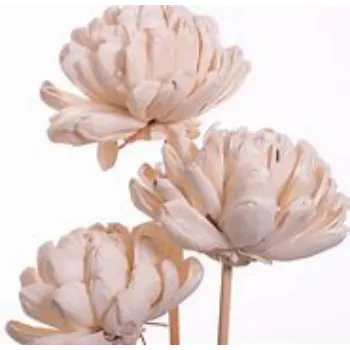 Shola Flower