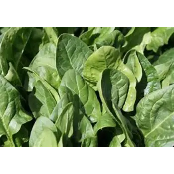 Spinach