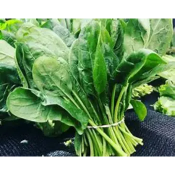 Spinach