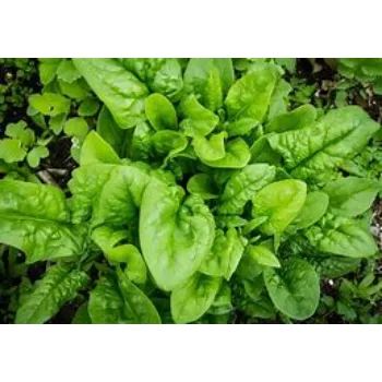 Spinach