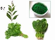 Fresh Spinach Powder