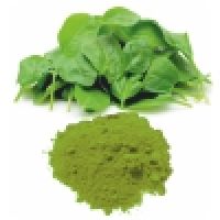 Common Spinach Powder