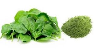 Organic Spinach Powder