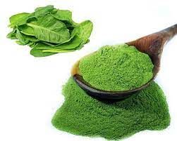 Fresh  Spinach Powder