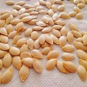 Organic Squash Seed