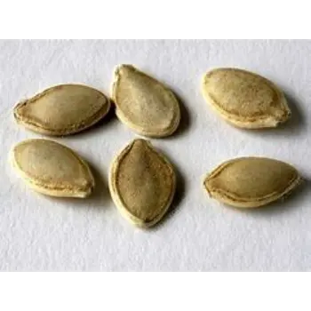 Squash Seed