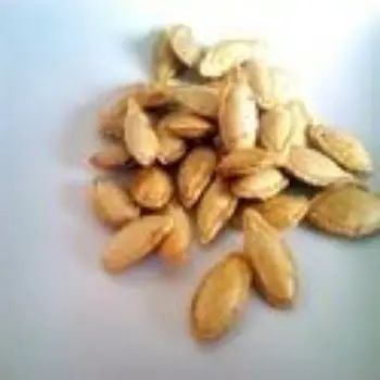 Common Squash Seed