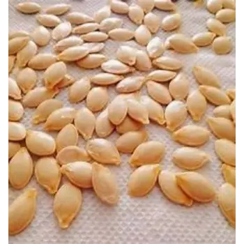 Fresh Squash Seed