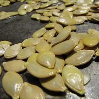 Squash Seed