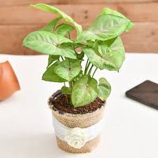 Syngonium 