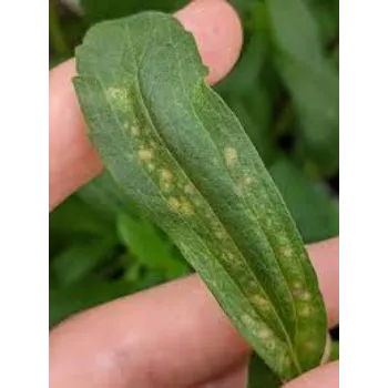  Dry Stevia Leaves