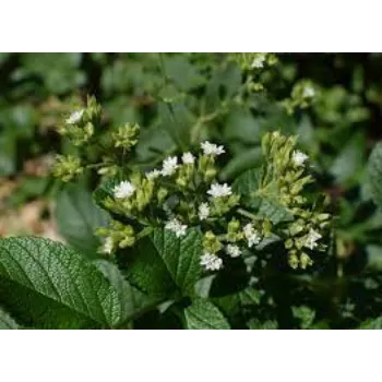 Organic Dry Stevia Leaves