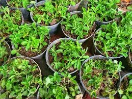 Stevia plants